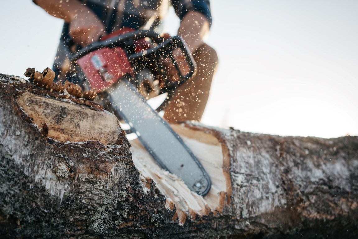 Professional tree and stump removal